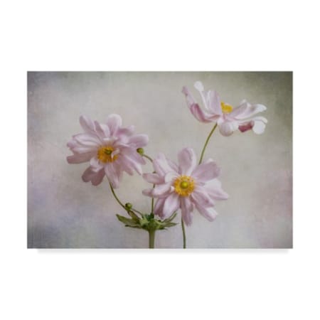 Mandy Disher 'Pink Anemones' Canvas Art,12x19